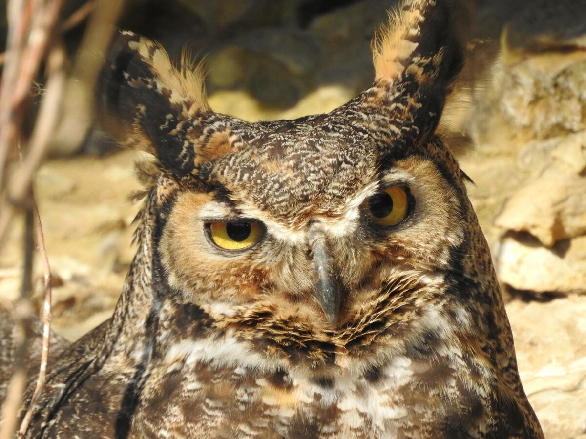 Owl